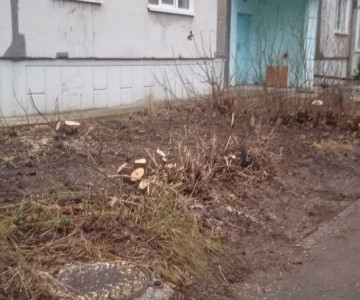 Обрезка поросли и кустарников с дворового фасада МКД Обрезка поросли и кустарников с дворового фасада МКД