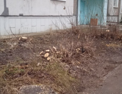 Обрезка поросли и кустарников с дворового фасада МКД - 1 Обрезка поросли и кустарников с дворового фасада МКД - 1